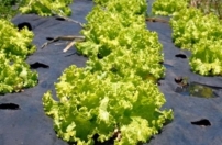 Lançada campanha Brasil Orgânico e Sustentável  