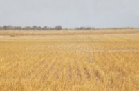 Camacupa quer liderar produção de arroz no país Camacupa quer liderar produção de arroz no país