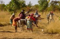 Cooperativa indiana projeta investir na agricultura de Moçambique