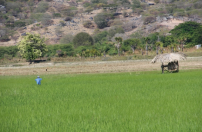 Países africanos lusófonos e Timor-Leste recebem formação em segurança alimentar