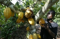 África, o novo celeiro do mundo