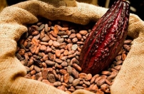 Organização alemã compra cacau a São Tomé e Princípe