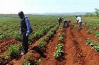 Defendida maior integração das comunidades rurais no processo de criação de cooperativas