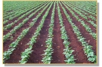 Unaca regista aumento nas culturas alimentares em 2013