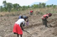 Legislação sobre o sector cooperativo em Angola precisa ser revista Legislação sobre o sector cooperativo em Angola precisa ser revista