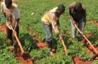Camponeses do Bié adquirem conhecimentos para a prática da agricultura Camponeses do Bié adquirem conhecimentos para a prática da agricultura