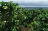 Cafeicultores têm até sexta para manifestar intenção de renegociação 