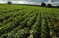 Fiesp e OCB lançam índice para medir confiança do setor