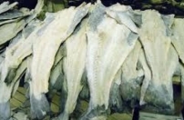 Executivo angolano aposta em projectos de fomento da salga no país Executivo angolano aposta em projectos de fomento da salga no país